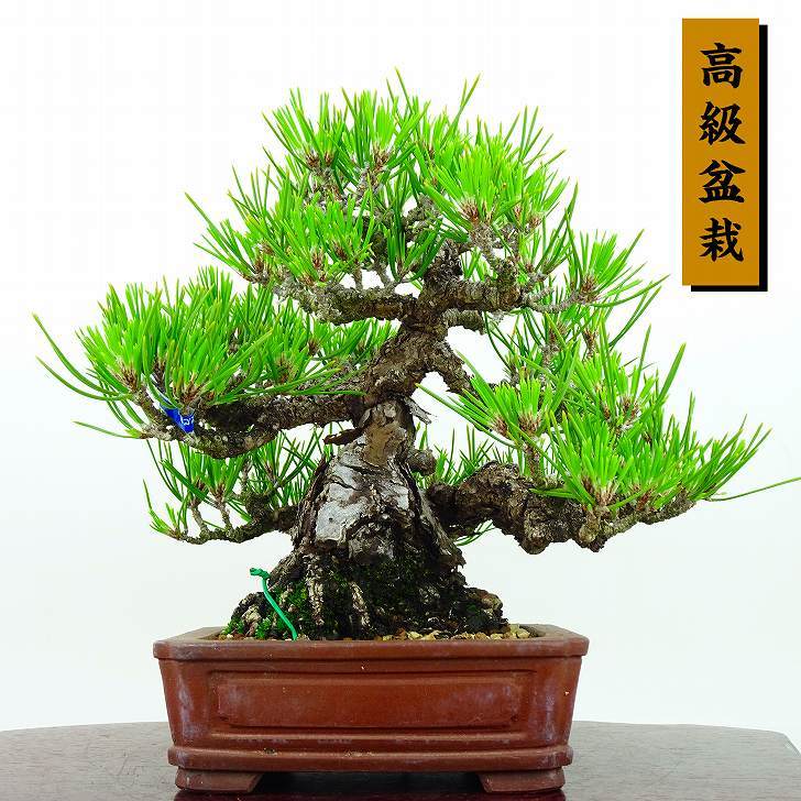 盆栽 松 黒松 樹高 18cm くろまつ 高級盆栽 Pinus thunbergii クロマツ