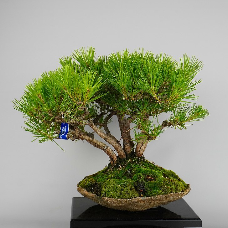 盆栽 松 赤松 樹高 約27cm あかまつ Pinus densiflora アカマツ red pine 寄せ マツ科 常緑樹 観賞用 現品