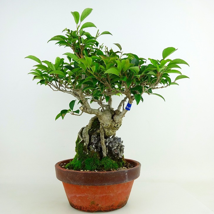 盆栽 梅擬 樹高 約30cm うめもどき Ilex serrata ウメモドキ 石付き モチノキ科 落葉樹 観賞用 現品_画像1