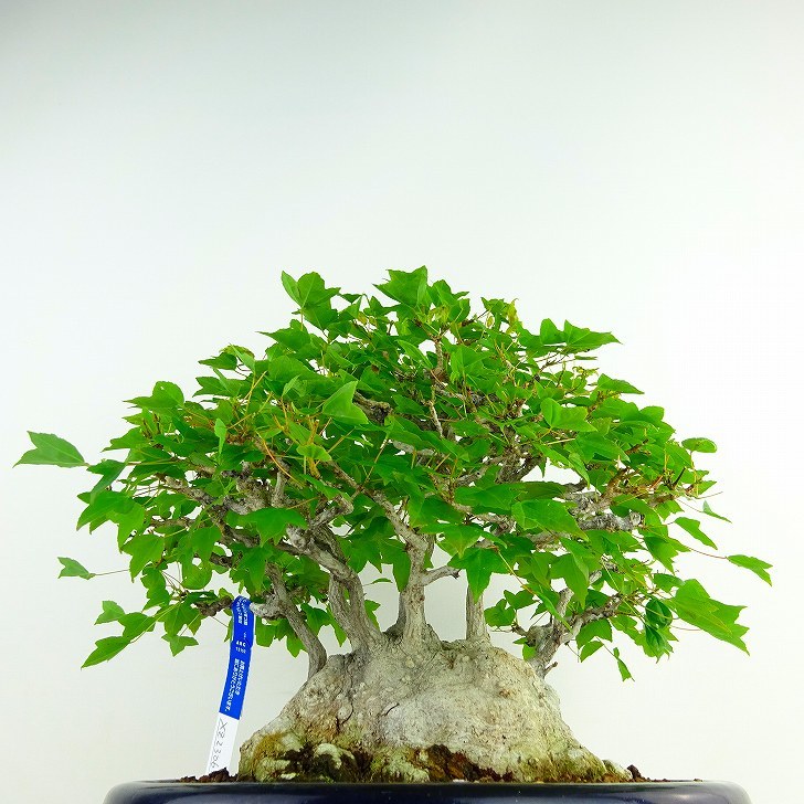  bonsai maple height of tree approximately 25cm maple high class bonsai Acer maple . leaf maple . deciduous tree .. for reality goods 