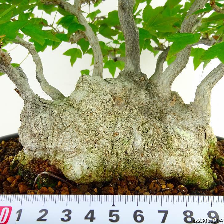  bonsai maple height of tree approximately 25cm maple high class bonsai Acer maple . leaf maple . deciduous tree .. for reality goods 