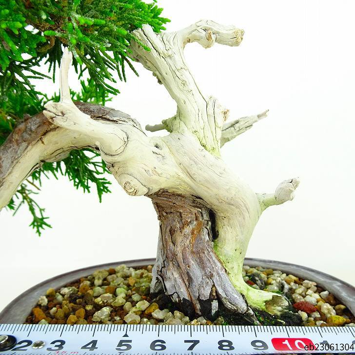  bonsai genuine Kashiwa height of tree 17cm....Juniperus chinensissin Park * Gin car li~ hinoki . evergreen tree .. for small goods reality goods 