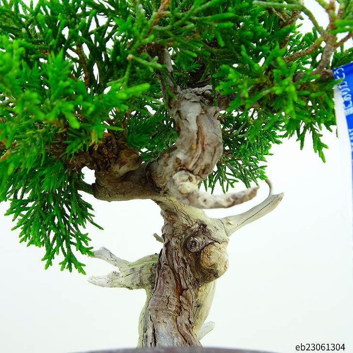  bonsai genuine Kashiwa height of tree 17cm....Juniperus chinensissin Park * Gin car li~ hinoki . evergreen tree .. for small goods reality goods 