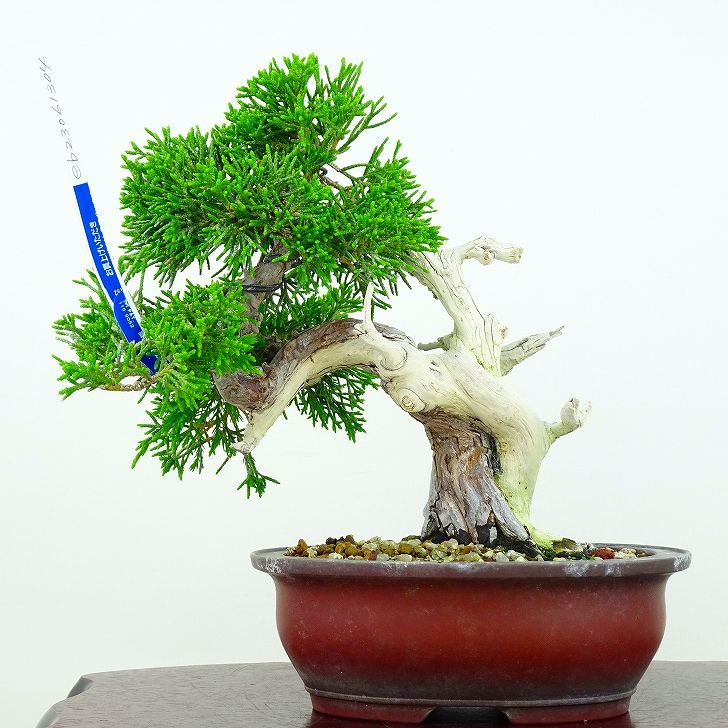  bonsai genuine Kashiwa height of tree 17cm....Juniperus chinensissin Park * Gin car li~ hinoki . evergreen tree .. for small goods reality goods 