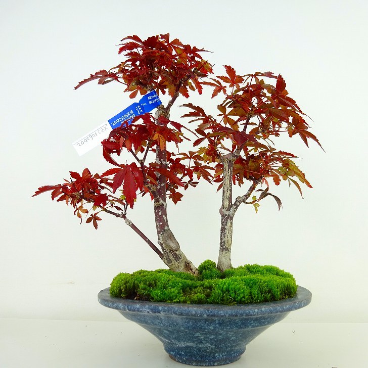 盆栽 紅葉 野村 樹高 約23cm もみじ Acer palmatum モミジ カエデ科 落葉樹 観賞用 現品_画像1