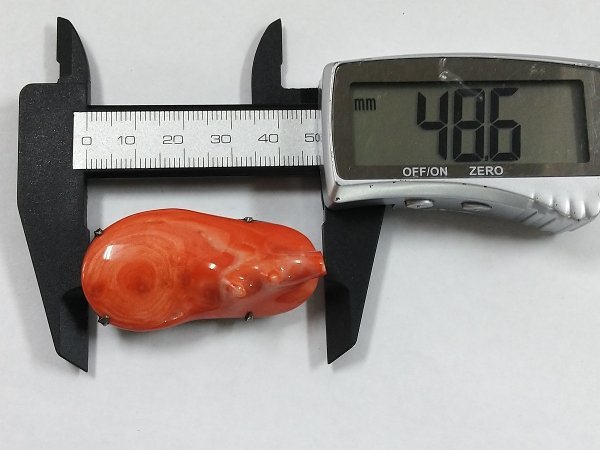 0604L20 本珊瑚 サンゴ 帯留 約22.2g | beneficenciacusco.com