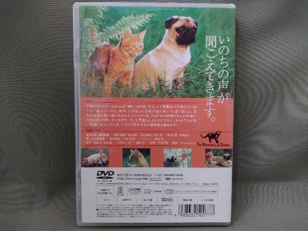 DVD／子猫物語_画像2