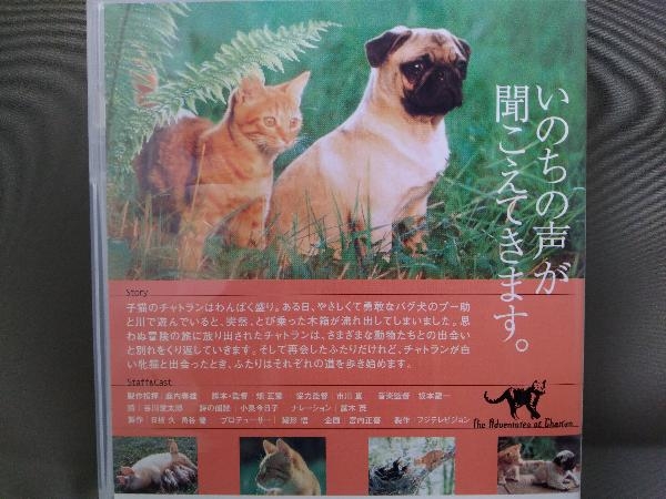 DVD／子猫物語_画像5