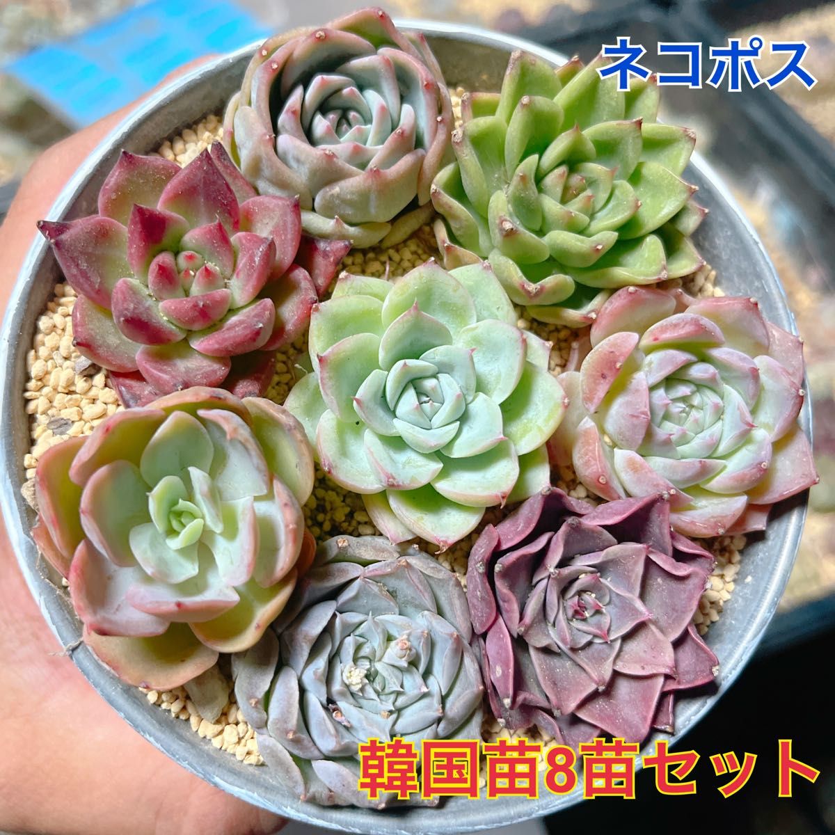 韓国苗8苗セット 多肉植物 レア品種 高級品種 人気品種入ってい 韓国苗8苗セット 多肉植物 レア品種 高級品種 人気品種入ってい