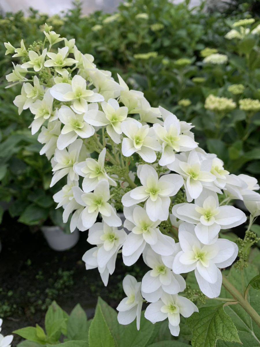スノーフレイクハーモニー 柏葉紫陽花 抜き苗セット ネコポス - 通販