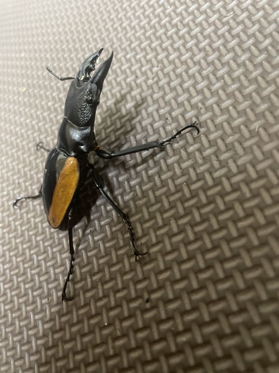ワラストンツヤクワガタ ♂58ミリ中歯単品、野生採集品 | gazebogroup.ae