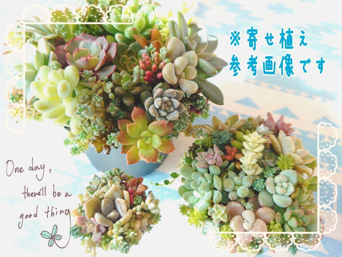 T】多肉植物 カット苗 ☆寄せ植え ちまちま寄せに☆箱いっぱい セダム