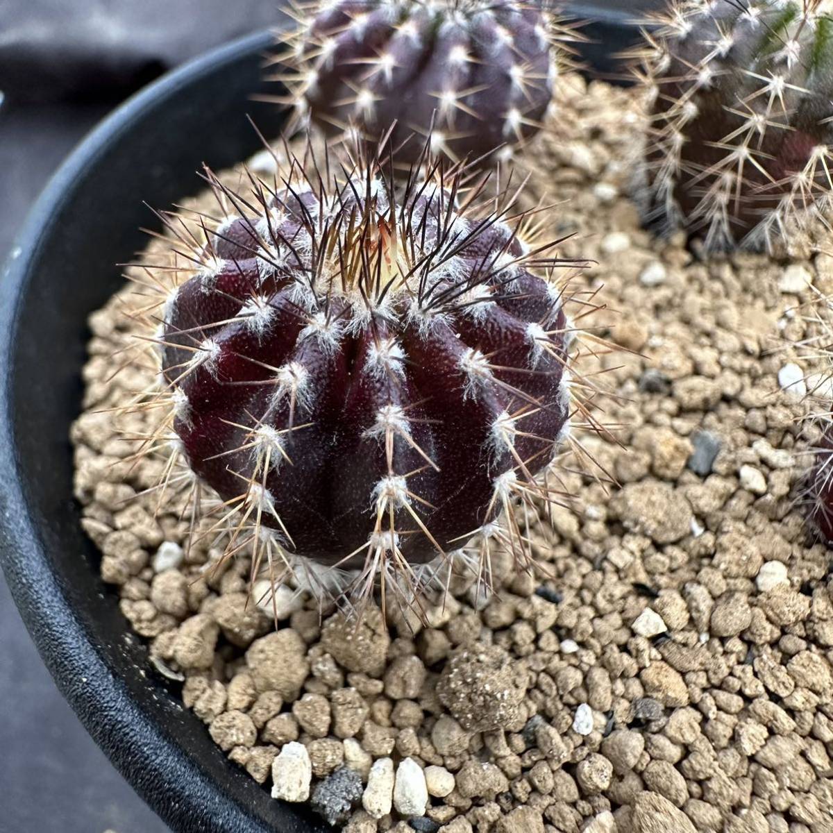 ☆サボテン・多肉植物☆832☆ユーベルマニア ペクチニフェラ錦 ☆サボテン・多肉植物☆832☆ユーベルマニア ペクチニフェラ錦