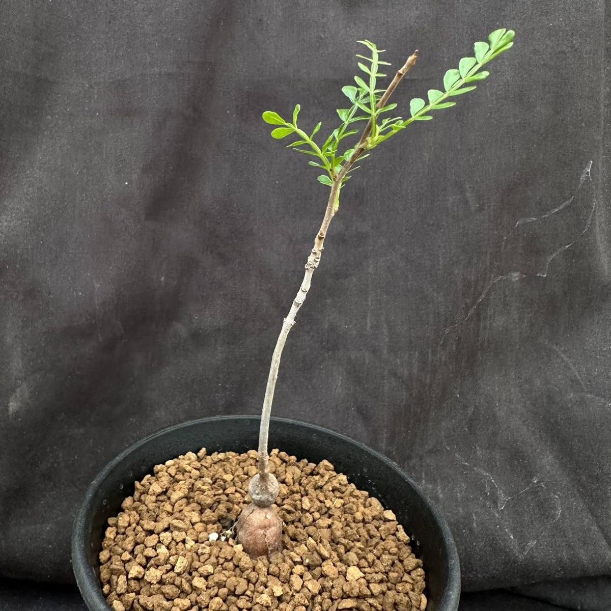 Yahoo!オークション - サボテン・多肉植物 903 オペルクリカリア Yahoo!オークション - サボテン・多肉植物 903 オペルクリカリア