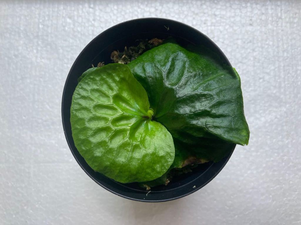 ビカクシダ マダガスカリエンセ 胞子培養株 | sariagri.id