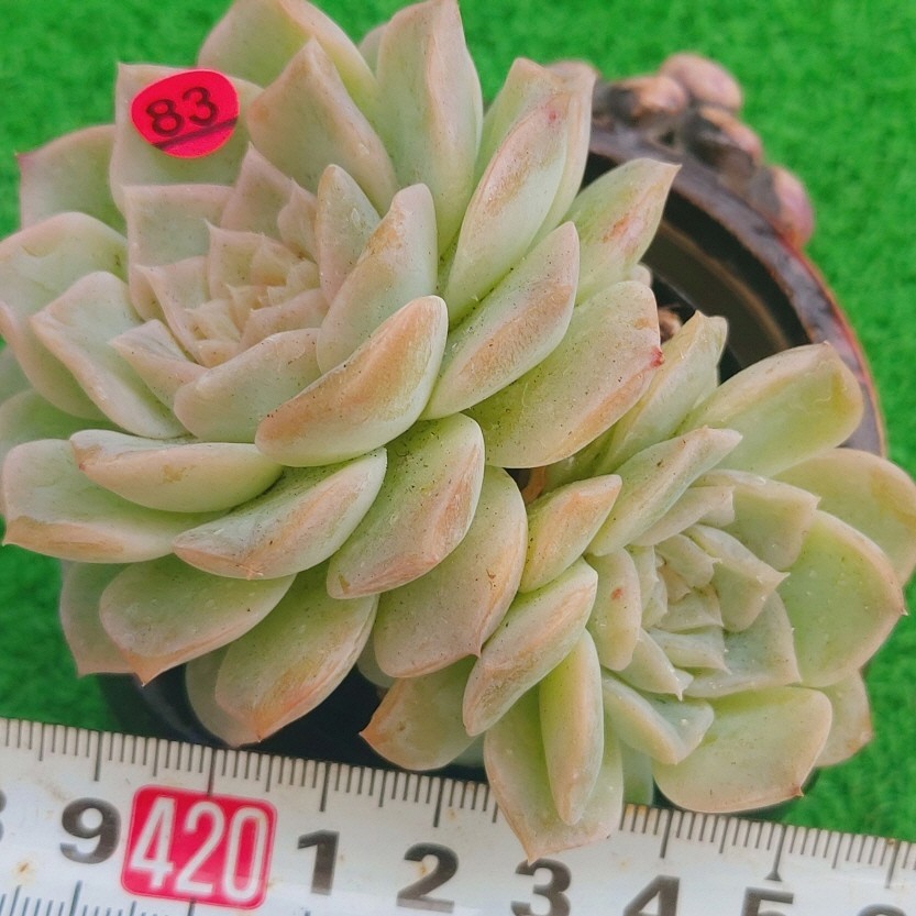0622-P383 ピュアラブ エケベリア 多肉植物 韓国苗 | gazebogroup.ae