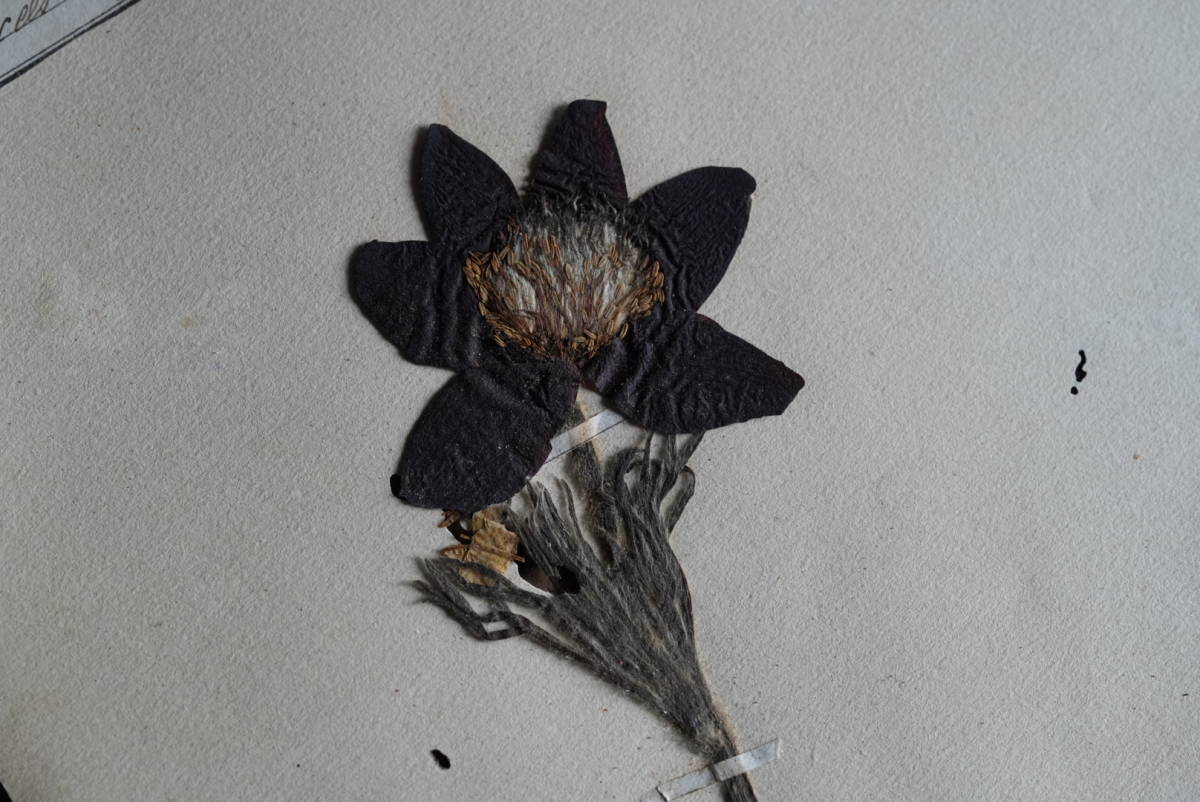  low n district .. old plant specimen pressed flower / 19 century * France / old tool old thing antique picture objet d'art 10