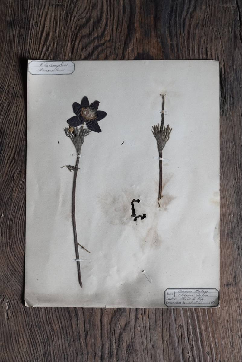  low n district .. old plant specimen pressed flower / 19 century * France / old tool old thing antique picture objet d'art 10