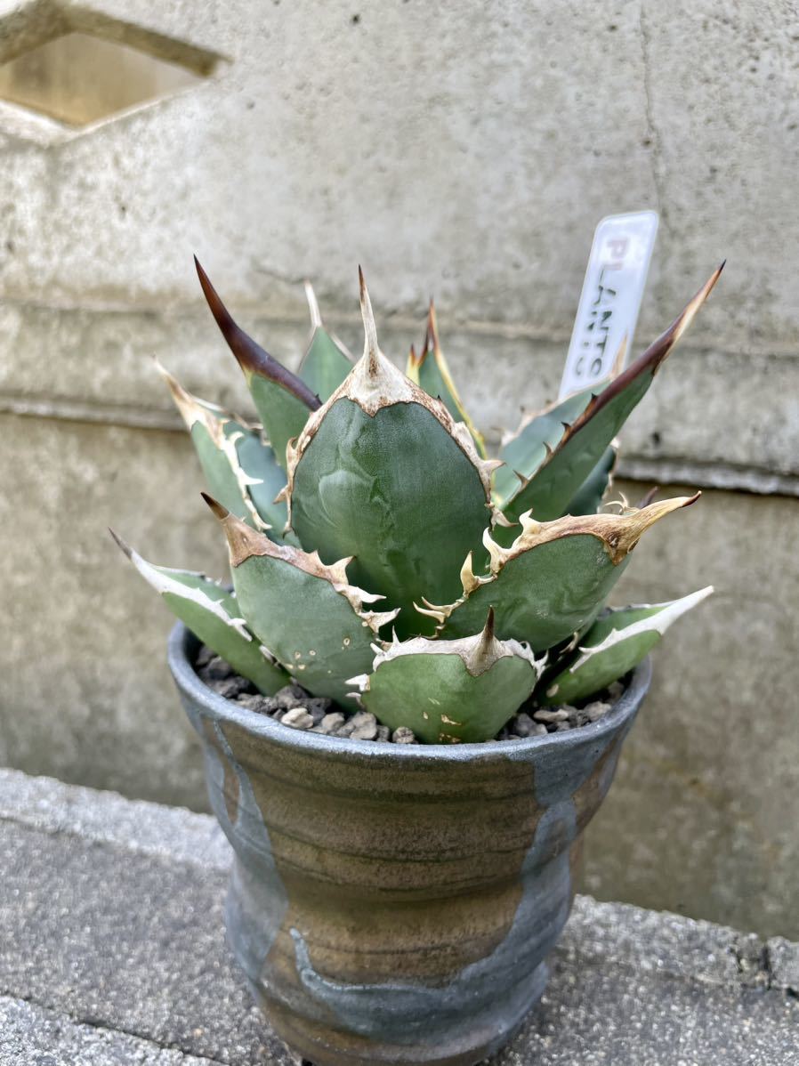 Agave Titanota No Name アガベ チタノタ ノーネーム 連棘 棘幅広 強棘