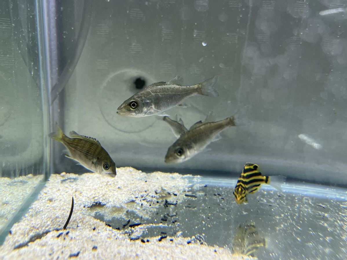 ヒラスズキの稚魚 近海 3〜5cm 3匹 chateauduroi.co