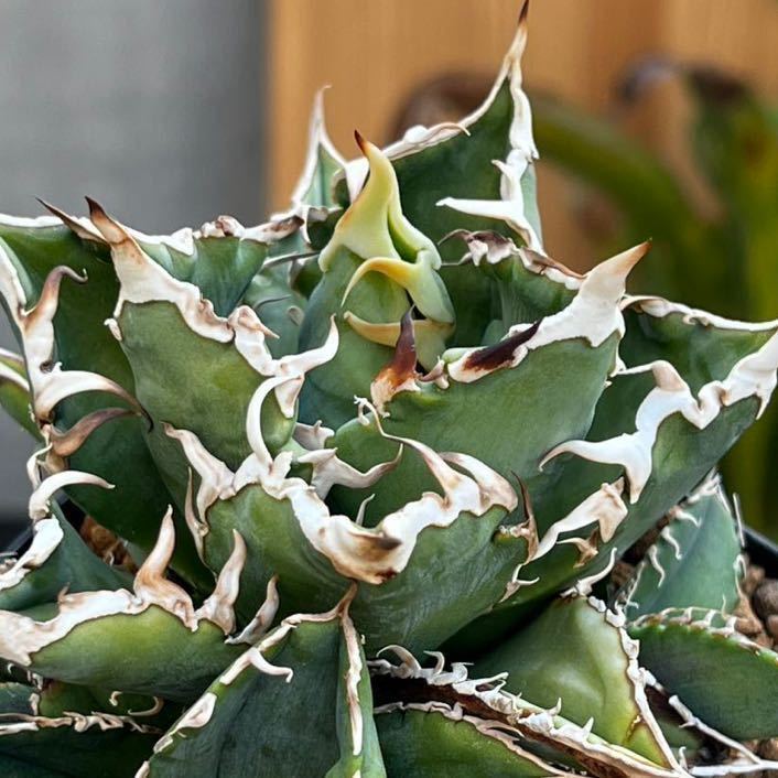 アガベ チタノタ シャークソーイ イタリア産 子株 Agave titanota
