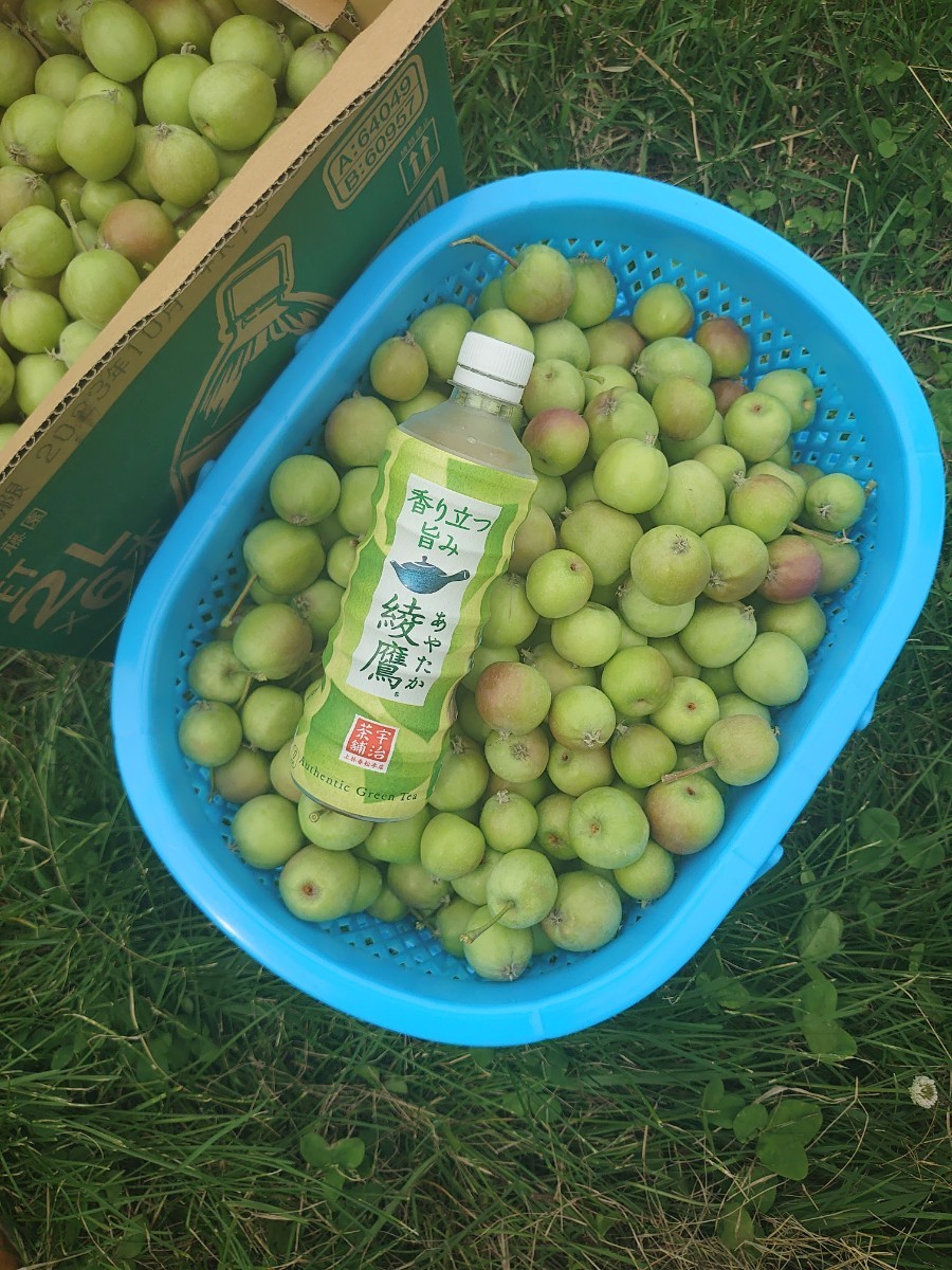 信州 加工用摘果りんご (サンふじ)約10キロ 長野県から