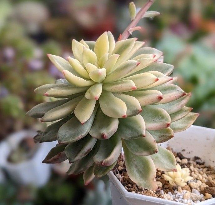 多肉植物 グリーンエメラルド錦|Yahoo!フリマ(旧PayPayフリマ) 多肉植物 グリーンエメラルド錦|Yahoo!フリマ(旧PayPayフリマ)