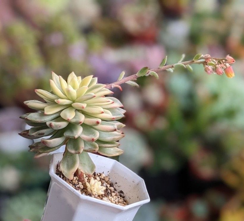 多肉植物 グリーンエメラルド錦|Yahoo!フリマ(旧PayPayフリマ) 多肉植物 グリーンエメラルド錦|Yahoo!フリマ(旧PayPayフリマ)