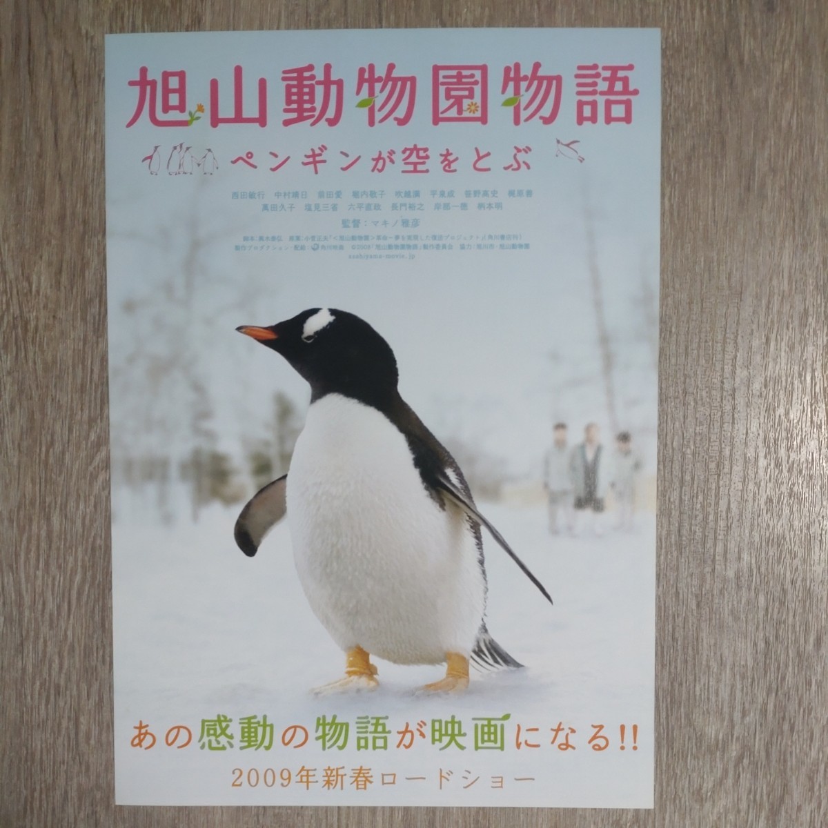 チラシ「旭山動物園物語」ペンギンB5_画像1