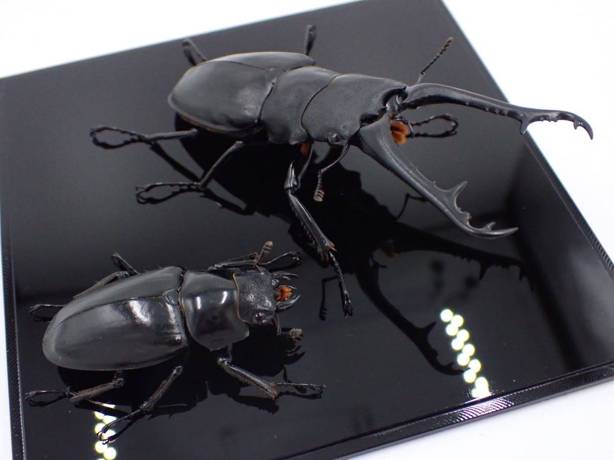 ギラファノコギリクワガタ ペア 立体標本 【限定価格セール