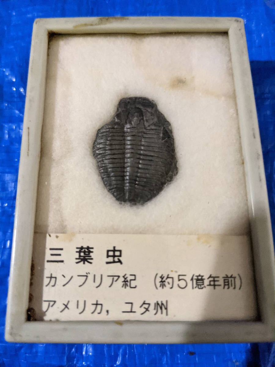 化石 三葉虫  TRILOBITE カンブリア紀 アメリカ ユタ州