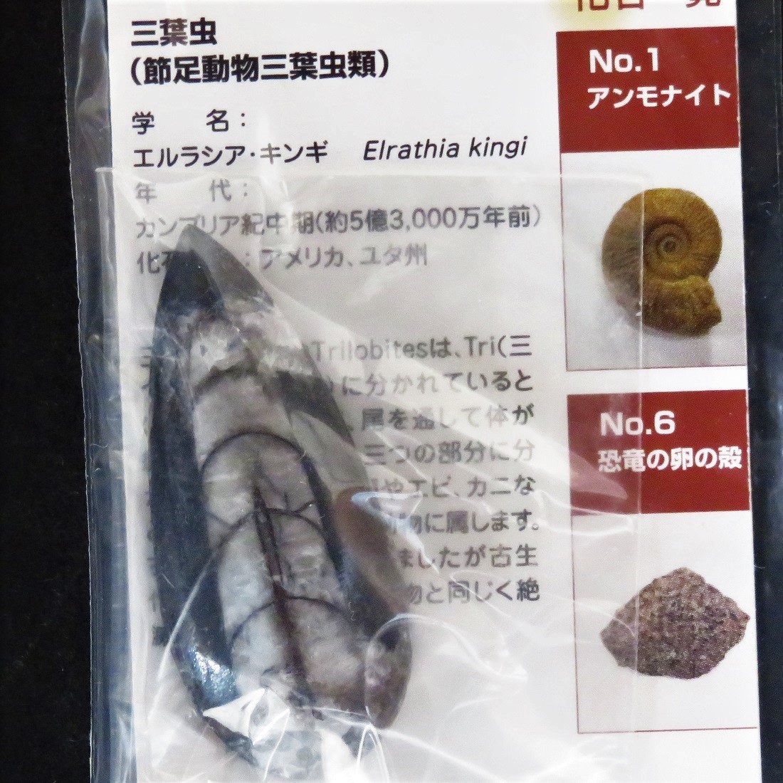 ガチャガチャ カプセルガチャ 自然科学シリーズ 絶滅した大 ガチャガチャ カプセルガチャ 自然科学シリーズ 絶滅した大