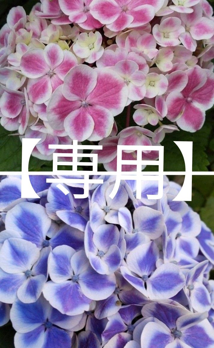 【 ももしゃん様専用 】紫陽花 ※ ブルー ※ 挿し木 ※ 各２本