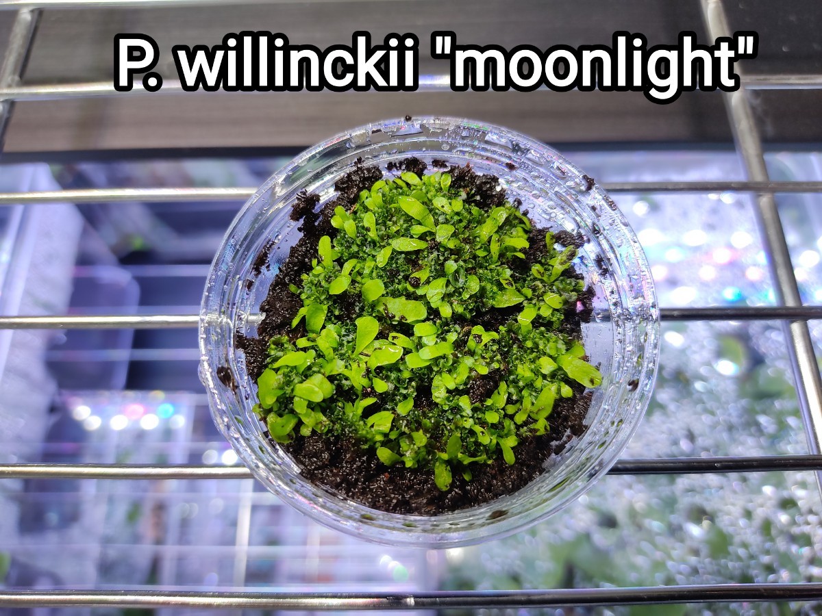 ビカクシダ　willinckii moonlight　ムーンライト　胞子体　前葉体　胞子培養