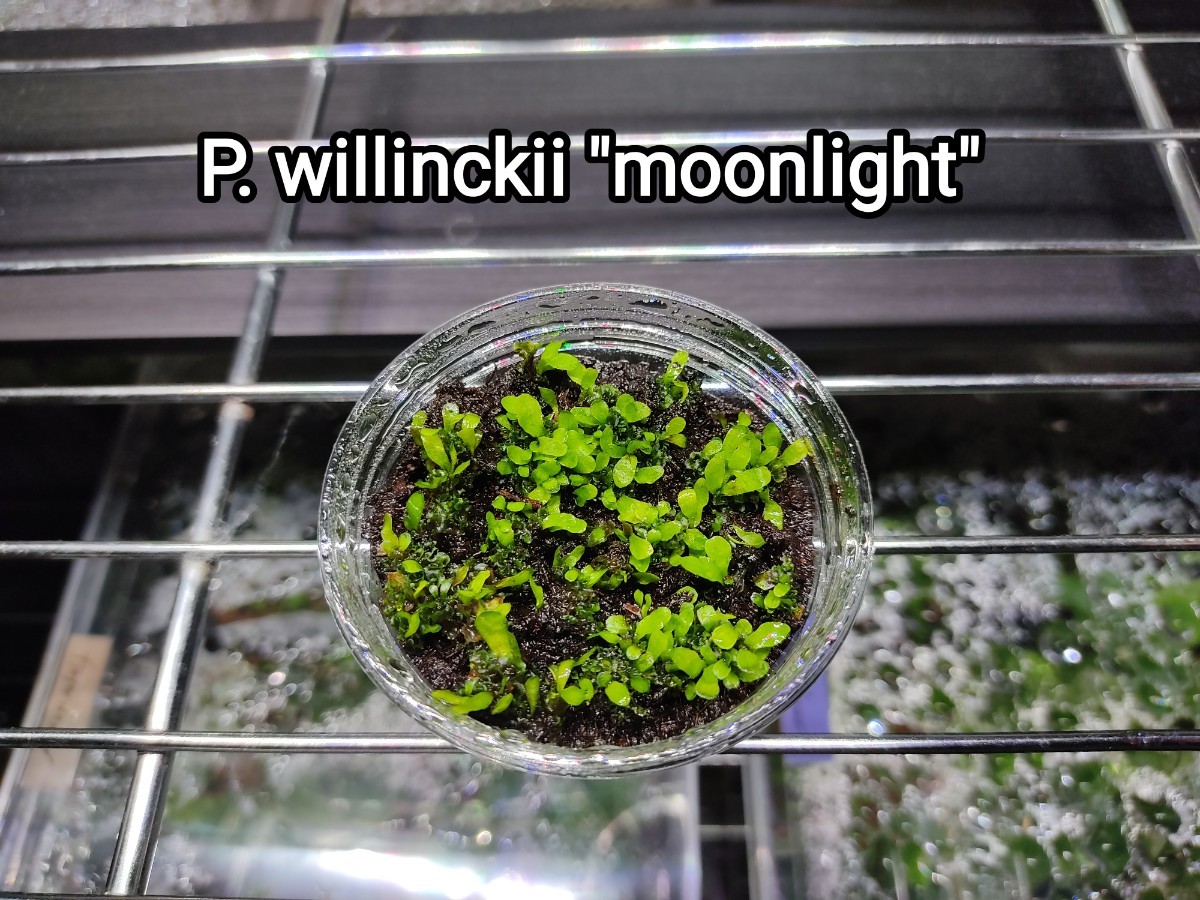 ビカクシダ　willinckii moonlight　ムーンライト　胞子体　前葉体　胞子培養