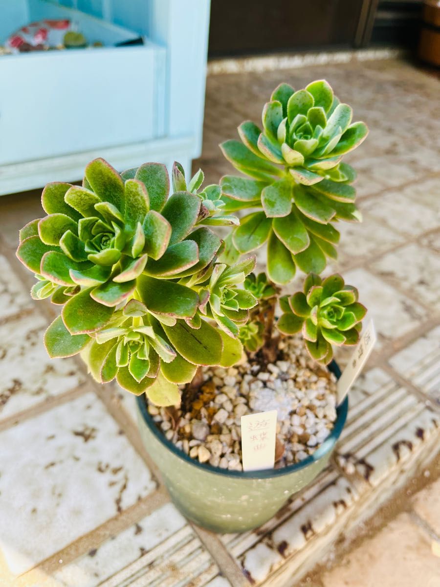 多肉植物 アエオニウム 遊蝶曲 カット苗|Yahoo!フリマ(旧 多肉植物 アエオニウム 遊蝶曲 カット苗|Yahoo!フリマ(旧
