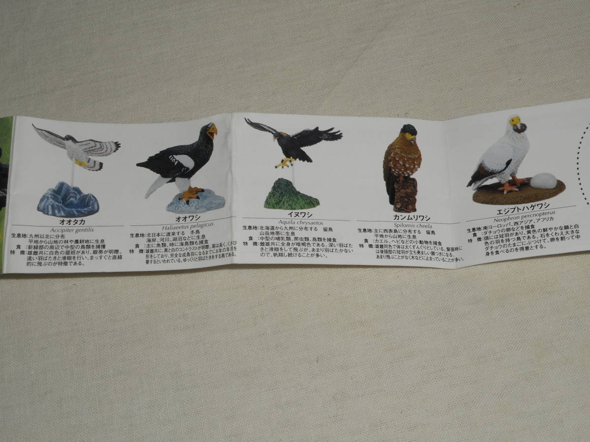 エポック社 カプセルコレクション 地球生命紀行 鷲・鷹フィギュアコレクション 通常版5種セットの画像2