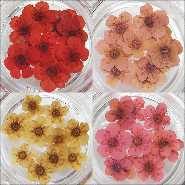  deco parts 12 kind set (B) clear case go in nail art dry flower resin hand made parts pressed flower mail service /23