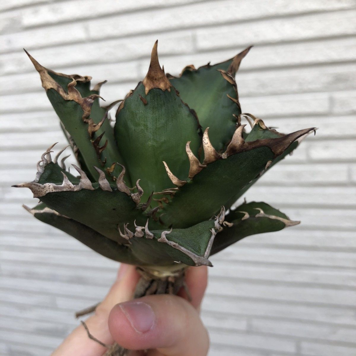 多肉植物アガベ チタノタ赤い猫 極上株|Yahoo!フリマ(旧PayPay 多肉植物アガベ チタノタ赤い猫 極上株|Yahoo!フリマ(旧PayPay