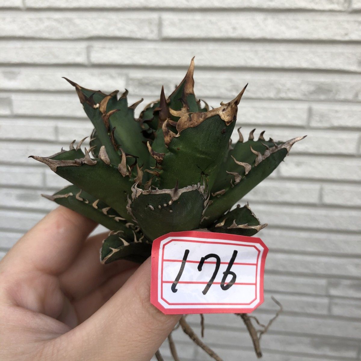 多肉植物アガベ チタノタ赤い猫 極上株|Yahoo!フリマ(旧PayPay 多肉植物アガベ チタノタ赤い猫 極上株|Yahoo!フリマ(旧PayPay