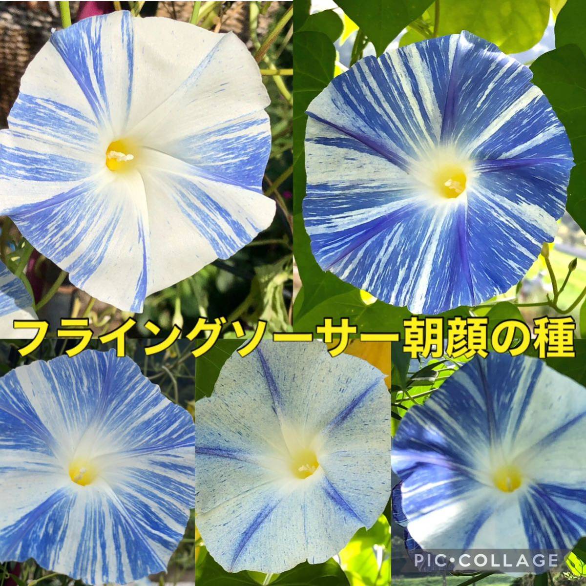Летающая тарелка Asahi Flower Seed 2