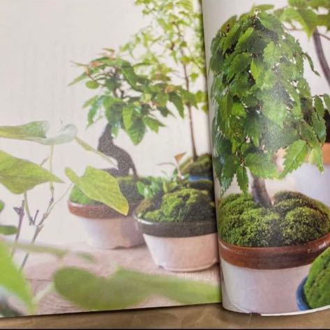 身近に植物のある暮らし 小さな鉢で楽しむ十二か月の画像5