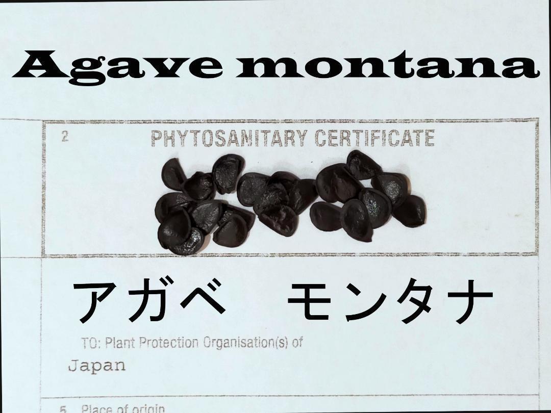 5月入荷 50粒+ アガベ モンタナ 種子 種子 Agave montana | www