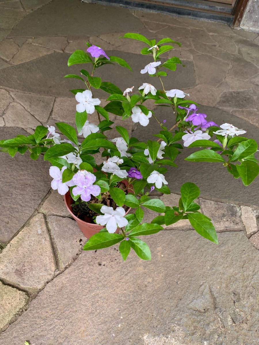 ニオイバンマツリ　苗・株　花木・観葉植物