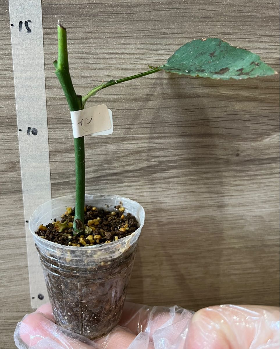 no.185 ぎゅうぎゅう多肉　カット苗セット　宅急便コンパクトで発送！ no.185 ぎゅうぎゅう多肉 カット苗セット 宅急便コンパクトで発送！