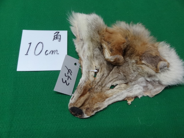 453 リアルファー コヨーテヘッド 毛皮 | fuerzalider.com
