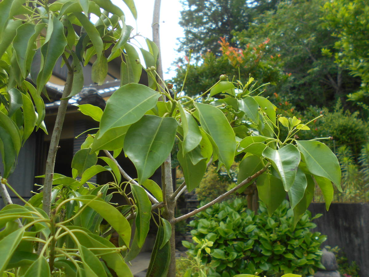 人気の常緑樹 ソヨゴ 雌株 株立ち 高さ約2.2ｍ ボリューム株 6/8撮影