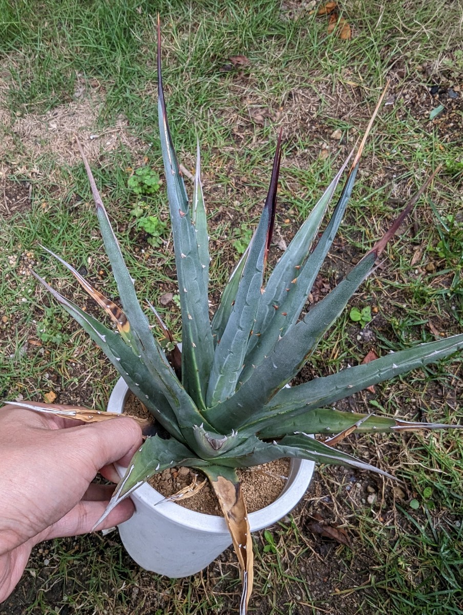 アガベ ユタエンシス エボリスピナ Agave utahensis