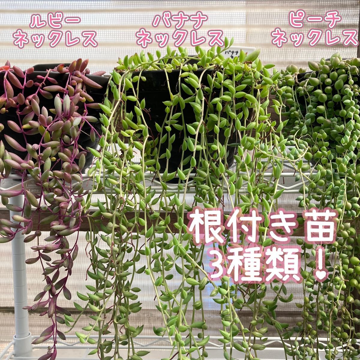 多肉植物 ネックレス系セット 抜き苗 3種類|Yahoo!フリマ(旧 多肉植物 ネックレス系セット 抜き苗 3種類|Yahoo!フリマ(旧