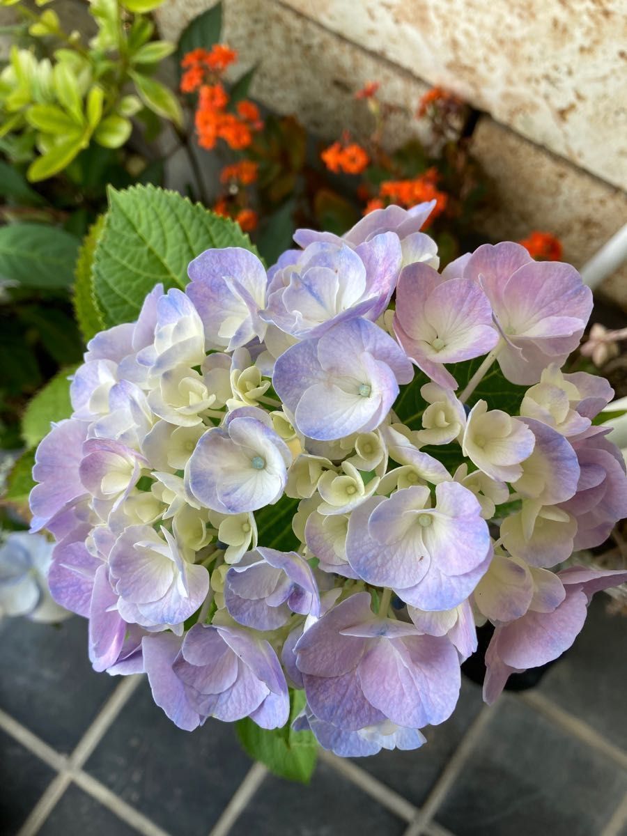 紫陽花苗木 舞姫 | www.fraynacho.com